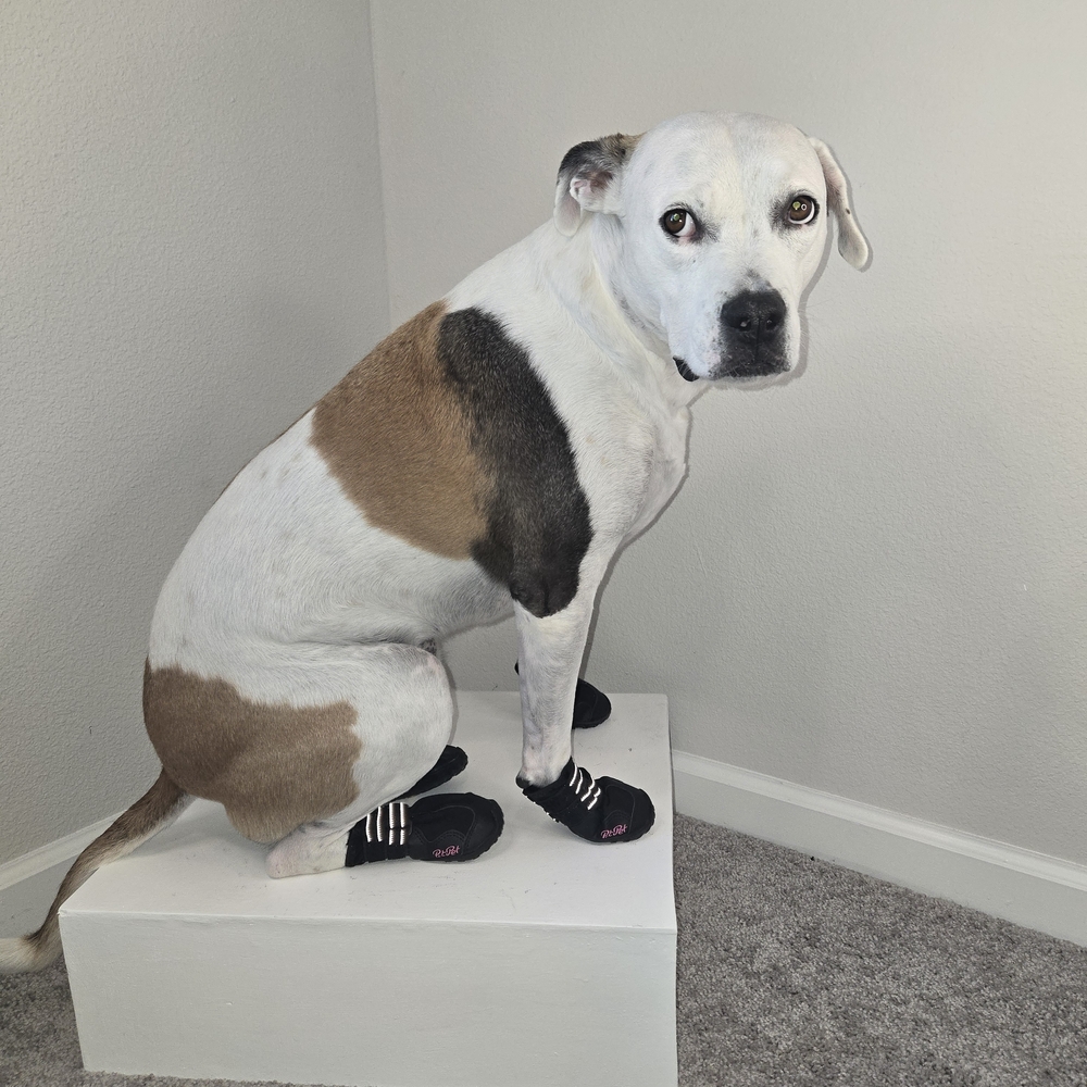 Waterproof Black Dog Shoes